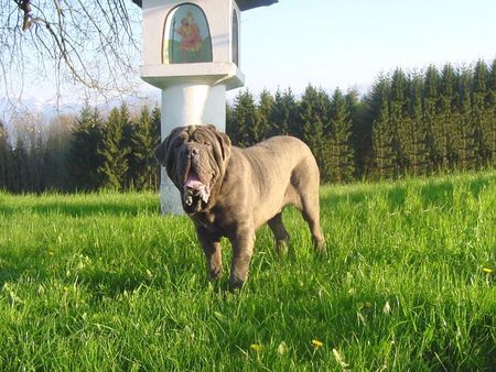 Mastino Napoletano Hunde Foto 41831 Mastino Napoletano Mastino Napoetano Rüde 11 Monate alt .