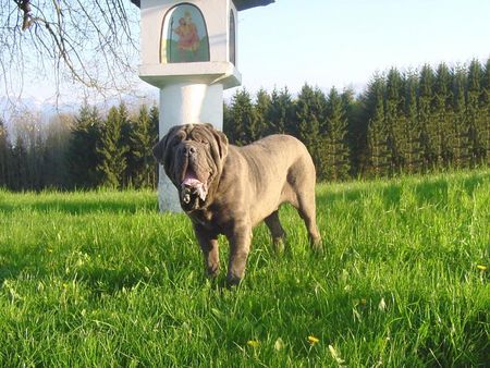 Mastino Napoletano Mastino Napoetano Rüde 11 Monate alt .