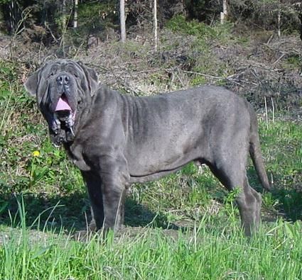 Mastino Napoletano Hunde Foto 41832 Mastino Napoletano Mastino Napoetano Rüde 11 Monate alt .