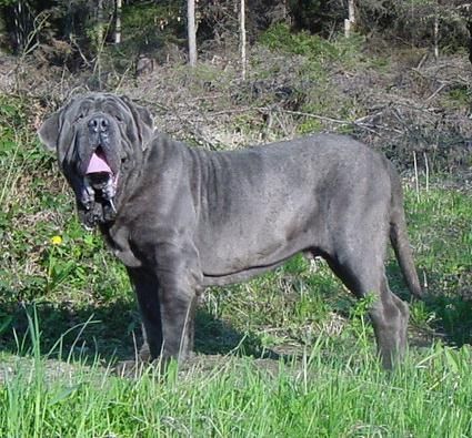 Mastino Napoletano Mastino Napoetano Rüde 11 Monate alt .