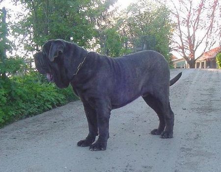 Mastino Napoletano Mastino Napoetano Rüde 11 Monate alt .