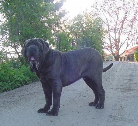 Mastino Napoletano Hunde Foto 41834 Mastino Napoletano Mastino Napoetano Rüde 11 Monate alt .