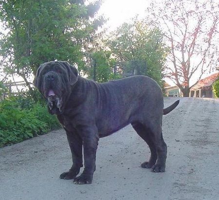 Mastino Napoletano Mastino Napoetano Rüde 11 Monate alt .