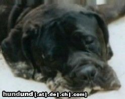 Mastino Napoletano Hunde Foto 15033 in höherer Auflösung ansehen Mastino Napoletano Artu