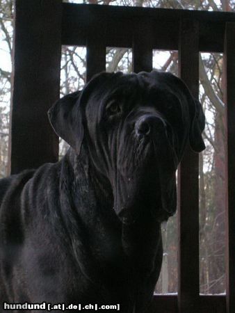 Mastino Napoletano Hunde Foto 17224 in höherer Auflösung ansehen Mastino Napoletano Artu
