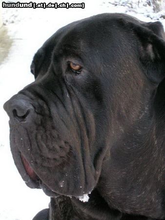 Mastino Napoletano Hunde Foto 17225 in höherer Auflösung ansehen Mastino Napoletano Artu