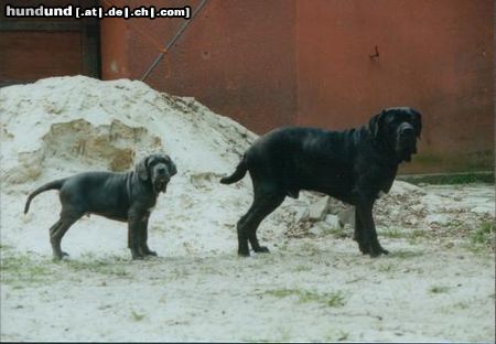Mastino Napoletano Hunde Foto 15030 in höherer Auflösung ansehen Mastino Napoletano Artu und Benito