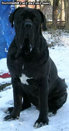 Mastino Napoletano Hunde Foto 17226 in höherer Auflösung ansehen Mastino Napoletano Artu