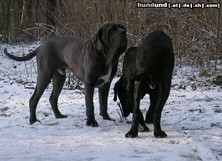 Mastino Napoletano Hunde Foto 17227 in höherer Auflösung ansehen Mastino Napoletano endlich Schnee