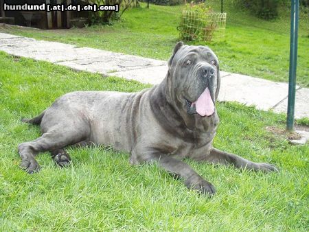 Mastino Napoletano Hunde Foto 11133 Mastino Napoletano Zuchtrüde von Minimundus