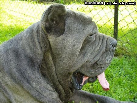 Mastino Napoletano Hunde Foto 11945 Mastino Napoletano