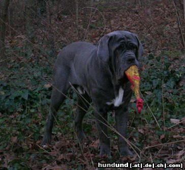 Mastino Napoletano Hunde Foto 17228 in höherer Auflösung ansehen Mastino Napoletano Benito