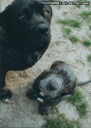 Mastino Napoletano Hunde Foto 14684 Mastino Napoletano