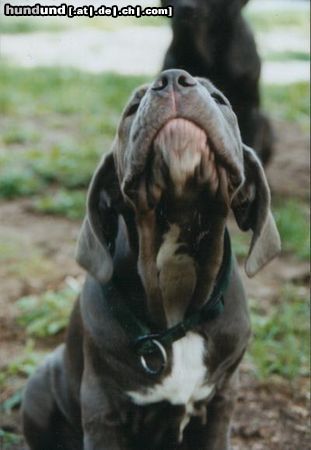Mastino Napoletano Hunde Foto 14682 Mastino Napoletano