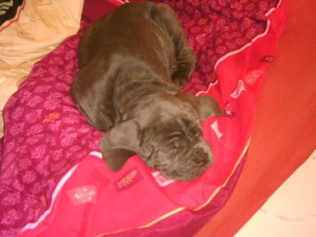 Mastino Napoletano Hunde Foto 43094 Mastino Napoletano Azzuro Leone Van Rianza