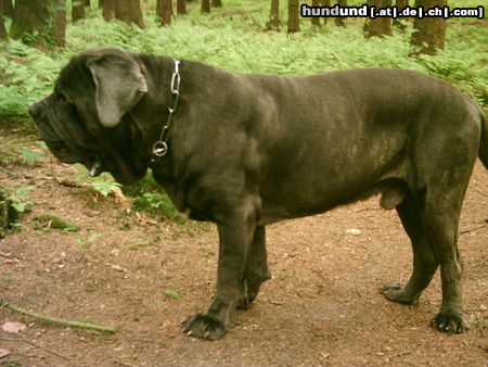 Mastino Napoletano Leone 