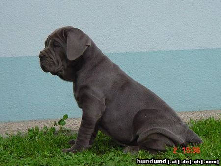 Mastino Napoletano Mastino Napoletano Welpe Hündin 