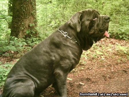 Mastino Napoletano Azzuro Leone Van Rianza oder einfach Leone ist hier 17 Monate jung