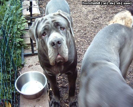 Mastino Napoletano Hunde Foto 12918 Mastino Napoletano Ich hab Hunger, gibts nix mehr???
