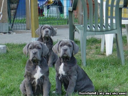 Mastino Napoletano Hunde Foto 6816 Mastino Napoletano Spieglein...wer ist die