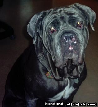 Mastino Napoletano Hunde Foto 11199 Mastino Napoletano WAS GUCKST DU,dann GUCK MAL WEITER..