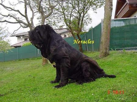 Mastino Napoletano Hunde Foto 37546 Mastino Napoletano Heracles vom Schloss Velden
