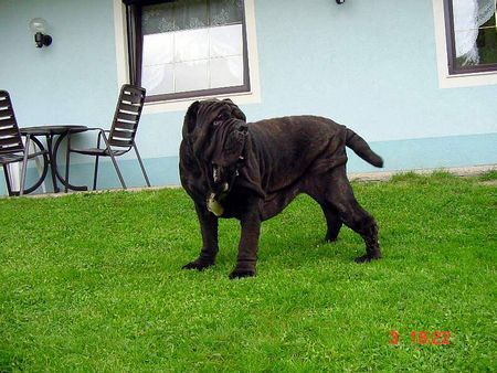 Mastino Napoletano Hunde Foto 37547 Mastino Napoletano Heracles vom Schloss Velden