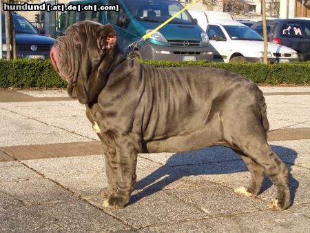 Mastino Napoletano Hunde Foto 21257 in höherer Auflösung ansehen Mastino Napoletano Ina vom Schloss Velden