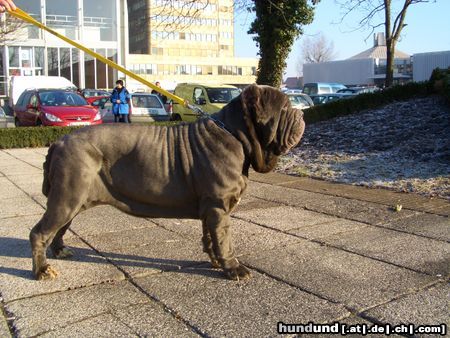 Mastino Napoletano Hunde Foto 21256 in höherer Auflösung ansehen Mastino Napoletano Ina vom Schloss Vedlen