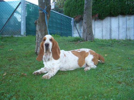 Mastino Napoletano Romy 