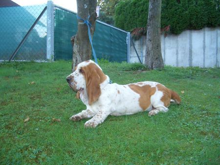 Mastino Napoletano Romy 