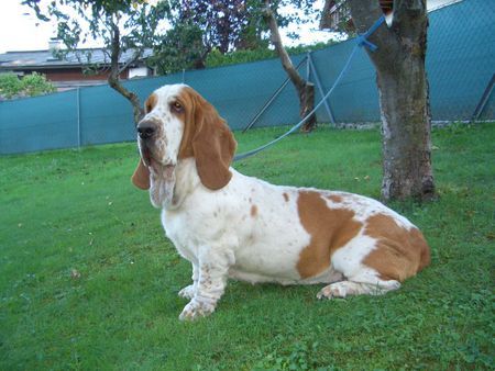 Mastino Napoletano Romy 