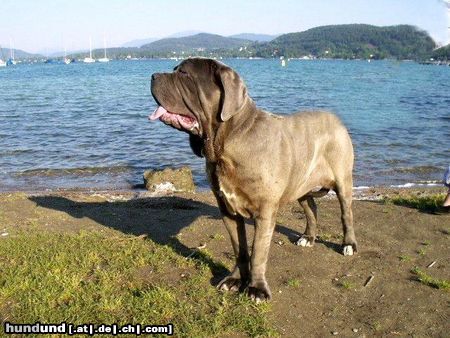 Mastino Napoletano Hunde Foto 11947 Mastino Napoletano Es ist schön am See