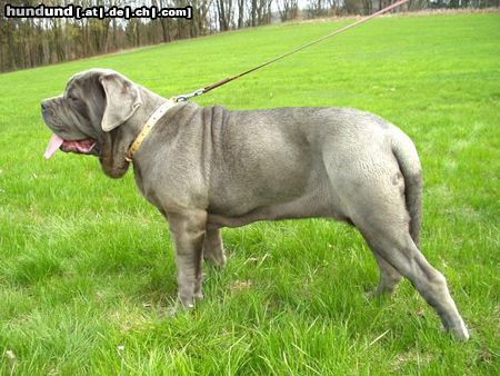 Mastino Napoletano Hunde Foto 11064 Mastino Napoletano Mastino Napoletano Hündin