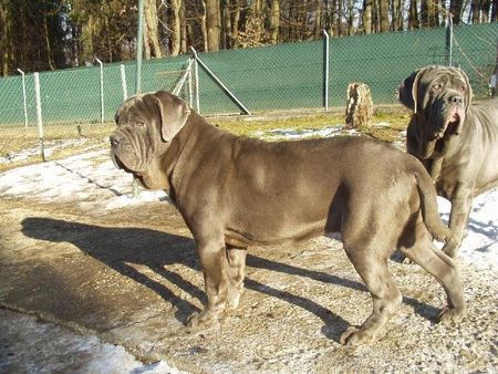Mastino Napoletano Hunde Foto 34714 Mastino Napoletano Barone