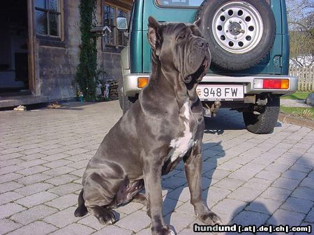 Mastino Napoletano mastino hündin 2 Jahre