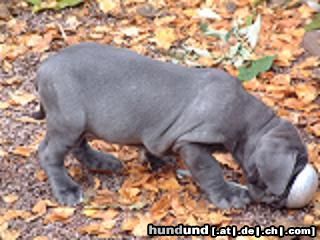 Mastino Napoletano Hunde Foto 6928 Mastino Napoletano Ich will fressssssssseeeeeeen!lol