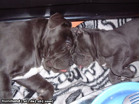 Mastino Napoletano Hunde Foto 7671 Mastino Napoletano Wir sind einfach unschlagbar verteufelt