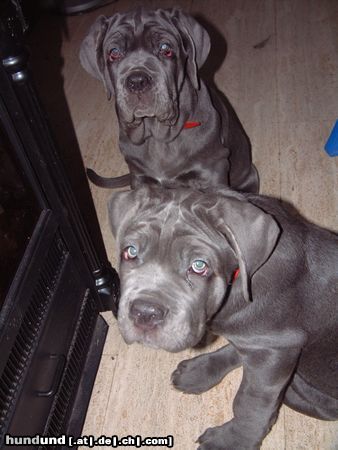 Mastino Napoletano Hunde Foto 7670 Mastino Napoletano Wir sind einfach unschlagbar verteufelt