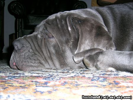 Mastino Napoletano Hunde Foto 16488 in höherer Auflösung ansehen Mastino Napoletano