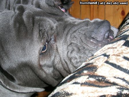 Mastino Napoletano Hunde Foto 16489 in höherer Auflösung ansehen Mastino Napoletano
