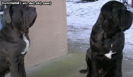 Mastino Napoletano Hunde Foto 17230 in höherer Auflösung ansehen Mastino Napoletano Wer kommt denn da?