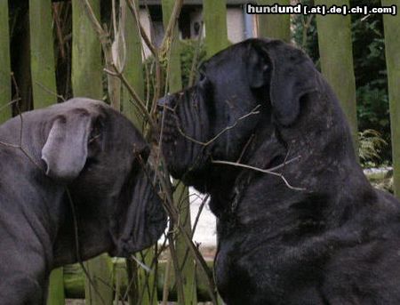 Mastino Napoletano Hunde Foto 18191 in höherer Auflösung ansehen Mastino Napoletano