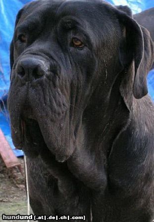 Mastino Napoletano Hunde Foto 17875 in höherer Auflösung ansehen Mastino Napoletano