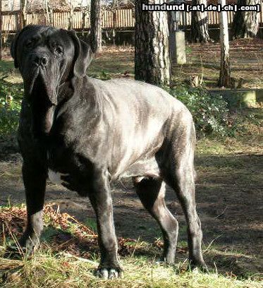 Mastino Napoletano Hunde Foto 18193 in höherer Auflösung ansehen Mastino Napoletano Artu