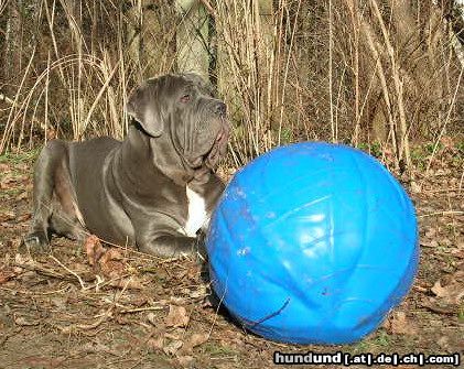 Mastino Napoletano Hunde Foto 18387 in höherer Auflösung ansehen Mastino Napoletano