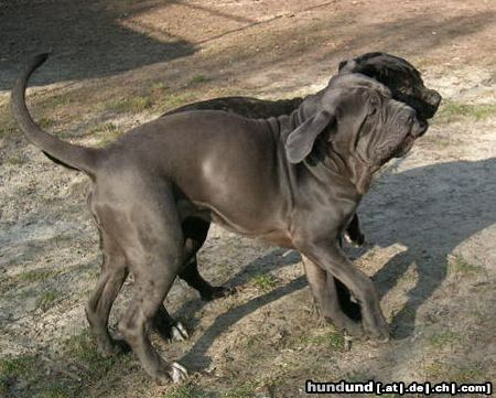 Mastino Napoletano Hunde Foto 18826 in höherer Auflösung ansehen Mastino Napoletano Dogdancing