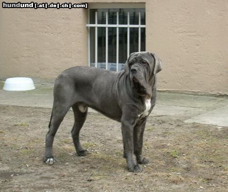 Mastino Napoletano Hunde Foto 19677 in höherer Auflösung ansehen Mastino Napoletano
