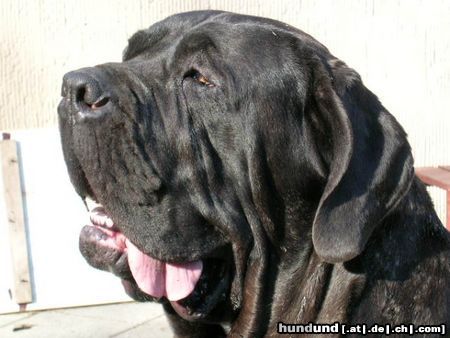 Mastino Napoletano Hunde Foto 20955 in höherer Auflösung ansehen Mastino Napoletano Artu