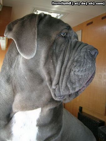 Mastino Napoletano Hunde Foto 20956 in höherer Auflösung ansehen Mastino Napoletano